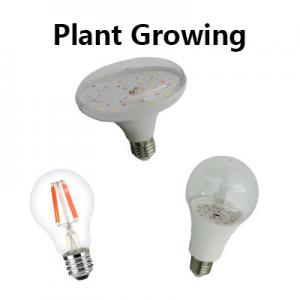 Plant Growing Bulb