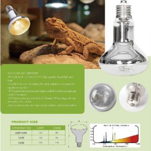 Reptile Lighting Daytime